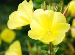 They will only survive without effort in a native environment. Top Native Plants For Your Michigan Garden