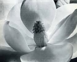 木兰花1925年银盐工艺 imogen cunningham cunningham photography