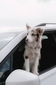 For over 25 years, i. Red Merel Border Collie Puppy Looking Out The Car Window Photograph By Cavan Images