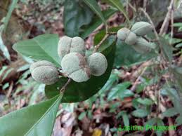 Image result for Dichapetalum