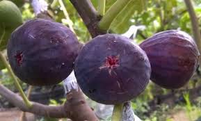 Mereka juga tak tahu nama bg variasi pokok tin mereka. Panduan Lengkap Cara Menanam Dan Merawat Buah Tin Dalam Pot Agar Cepat Berbuah Bagi Pemula Faunadanflora Com