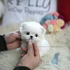 Rolly Pups Inc On Instagram Buddy Teacup Maltese Male Is Here Rollyteacuppuppies Ice White Coat Baby Doll Fac Teacup Maltese Pup Teacup Puppies