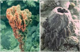 Hologenome analysis of two marine sponges with different microbiomes | BMC Genomics | Springer Nature Link