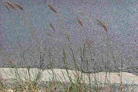 Image result for Dichanthium annulatum