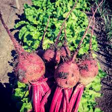 We did not find results for: How To Plant Beets In The Garden Gettystewart Com