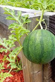 Turn your outdoor space into a charming oasis with our varied selection of plants. How To Plant And Grow Watermelons Gardener S Path