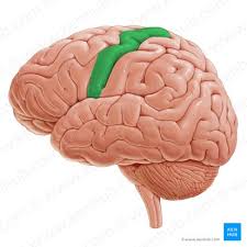 Image result for Frontal Lobe