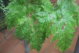 In the pteridophyte phylogeny group classification of 2016 (ppg i), it is the only genus in the family davalliaceae, which is placed in the suborder polypodiineae, order polypodiales. Davallia Denticulata Wikipedia