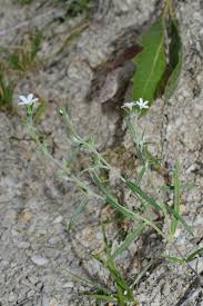 Image result for Euploca katangensis