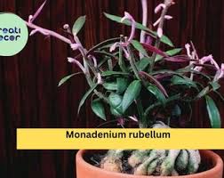 Image result for Monadenium friesii