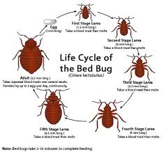 как избавиться от клопов в квартире в домашних условиях Life Cycle Of Bedbugs Kill Bed Bugs Bed Bug Bites Pest Control Bed Bugs