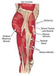 Muscles and tendons in the hip. Hip Muscles Lateral View Hip Muscles Anatomy Hip Muscles Hip Joint Anatomy