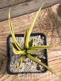Image result for Laggera gracilis