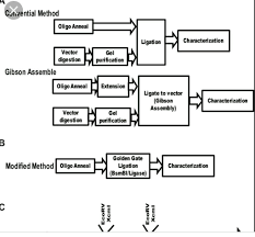 Dyes show how dna moves during electrophoresis. Cloning Flow Chart Cogsima