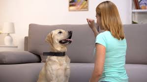 How else, in addition to punishments, can children's behavior be influenced? My Pet World Don T Discipline Dogs Train Them To Change Behaviors And Fourth Of July Tips My Pet World Columns Arcamax Publishing