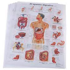 It is the most complete reference of human anatomy available on web, ipad, iphone and android devices. Human Anatomy Muscles System Poster Print Body Map Silk Painting Wall Pictures Buy From 2 On Joom E Commerce Platform
