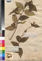 Image result for Melastomastrum