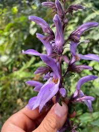 Image result for Brillantaisia pubescens