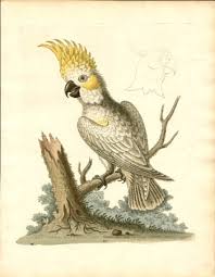 Shop our antique parrot print selection from top sellers and makers around the world. Natural History Art Birds George Edwards Parrots Antique Prints London Mid 18th Century George Glazer Gallery Antiques