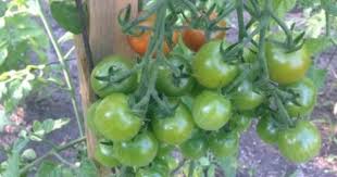 Sydney Chemical Engineering Turns Food Waste Into Profit Oztrekk Chemical Engineering University Of Sydney Chemical