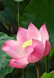 Hanoi During Lotus Season Vietnam Tourism Information Lotus Flower Art Lotus Flower Pictures Flower Aesthetic