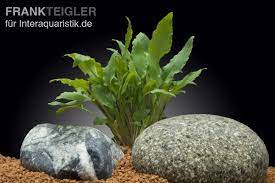 In its native land, the beginners may think that the cryptocoryne wendtii has died off but after some time the plant will. Gruner Wasserkelch Cryptocoryne Wendtii Grun Topf Aquariumpflanzen Bundpflanzen Topfe