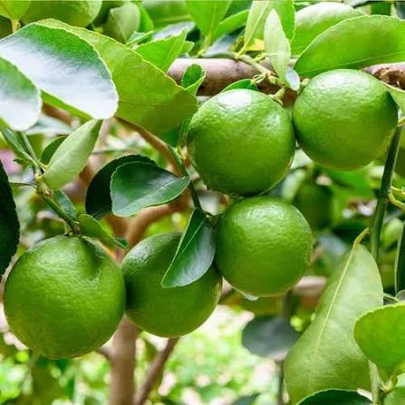 LIMÃO TAITI (Citrus x latifolia) - Muda enxertada até 1 metro