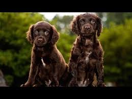Check spelling or type a new query. 60 Seconds Of Cute Boykin Spaniel Puppies Youtube