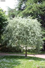 Touche De Lumiere Au Jardin Pyrus Salicifolia Pendula Arbre De Jardin Idees Jardin Image De Jardin
