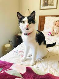 This kitty needs a foster indoor home