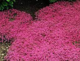 Maybe you would like to learn more about one of these? Creeping Thyme Seeds Magic Carpet Thymus Serpyllum Perfect For Edging The Flower Border Rock Gardens Walkways Patios And Containers Caribbeangardenseed
