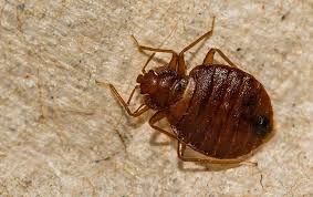 Learn your options for bed bug control and treatment as well as estimated costs and what you can do to prevent future bed bug infestations. Bed Bug Exterminator South Jersey Bugaboo