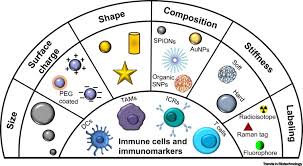 Drag the labels to identify the structures of a long bone. Cancer Immunoimaging With Smart Nanoparticles Trends In Biotechnology