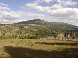 Image result for Gutenbergia rueppellii