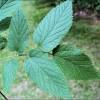 Occidentalis) is a large native tree found commonly on river terraces and floodplains in southern and central minnesota. Https Encrypted Tbn0 Gstatic Com Images Q Tbn And9gcrode41yugsor9ymhaugevqv7nhwiali9fzc Z Lywfenuxkqzh Usqp Cau