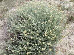 Image result for Helichrysum keilii