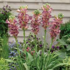 Image result for Polianthes tuberosa