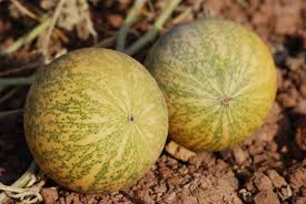Image result for Cucumis myriocarpus