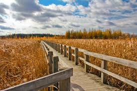 Picture of Mer Bleue Bog