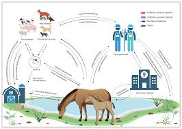 Antimicrobial Resistance in Equines: A Growing Threat to Horse Health and  Beyond—A Comprehensive Review