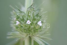 Image result for Leucas martinicensis