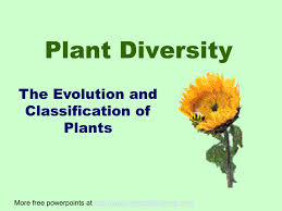 Plant classifications of flowering and now flowering plants. Plant Divisions Ppt Basic