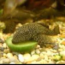 Pin By Bb On Pets We Have Want Etc Pleco Fish Plecostomus Betta Fish Tank