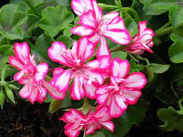 Ficha de gitanilla (Pelargonium peltatum)