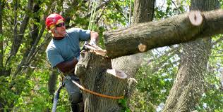 Have you been saying to yourself lately how do i search for jobs near me? Types Of Services Provided By Professional Tree Care Facilities Noah S March