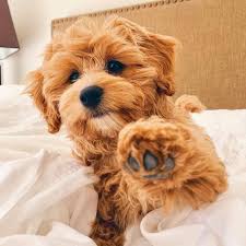 Ad buku ini akan mengajarkan anda cara cepat dan mudah untuk menghasilkan uang dari youtube. Happy Tails Puppies Cavapoo The Y Guide