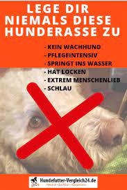 lagotto romagnolo charmant charismatisch aussergewohnlich hundefutter vergleich24 de hunde futter hundefutter hunde