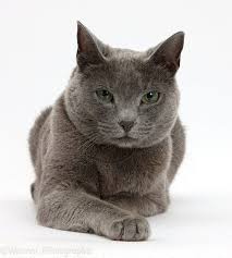 Russian Blue Female Cat With Green Eyes Photo Russian Blue Cat Russian Blue Blue Cats