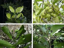 Image result for Coptosperma rhodesiacum