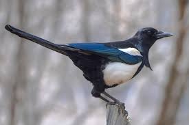 In addition to other members of the genus pica, corvids considered as magpies are in the g. Black Rumped Magpie Wikipedia